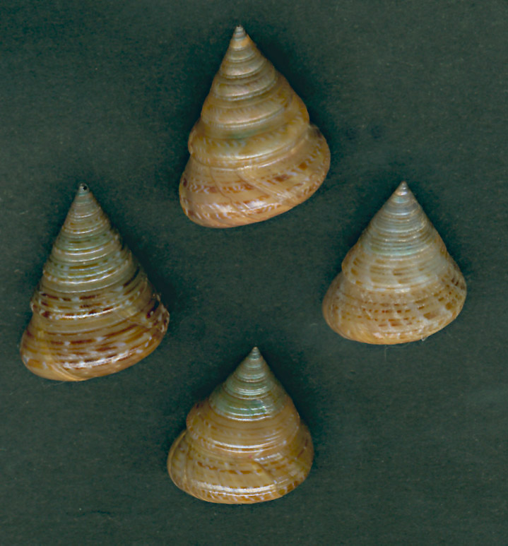 Calliostoma laugieri 1-2